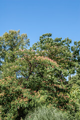 Fototapeta na wymiar Persian Silk Tree (Albizia julibrissin) in park, south coast of Crimea