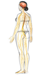 3d rendered medically accurate illustration of a female nervous system