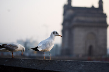 seagull on a pier
