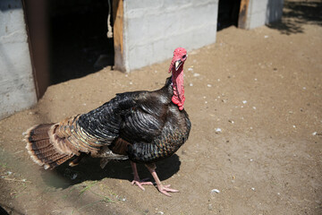 Male turkey living on a baronfi farm. She shows her beautiful feathers to females