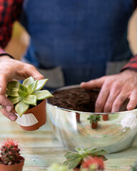 Gardener making, planting terrariums with succulents, cactuses