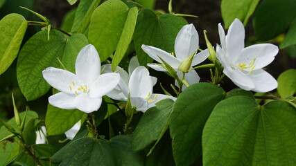 White Orchid or Bauhinia acuminata. 
