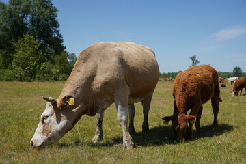 Fototapeta premium Cattle cows and calves graze in the grass. Cattle breeding free range. Europe Hungary