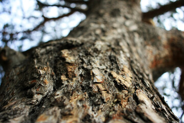 Pine tree trunk with branches