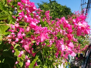 Fototapeta premium pink flowers in the garden