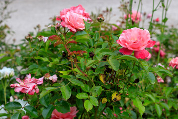 De jolies fleurs rose