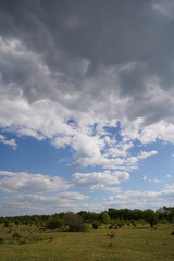 Obraz premium Empty meadow pasture for cows, cattle, lambs. On a cloudy but sunny summer day. Tápióbicske - Hungary