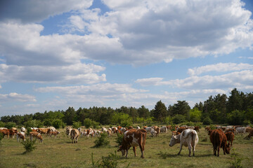 Cattle cows and calves graze in the grass. Free keeping of cattle. Blue sky with clouds. Europe Hungary