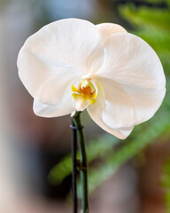 Phalaenopsis Big Singolo orchid close up