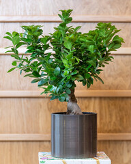 Bonsai fig tree in the black pot with wooden background