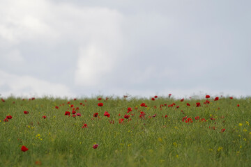 Red poppy flowers in a rapeseed field. Gray clouds in the sky. Soft focus blurred background. Europe Hungary