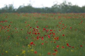 Obraz premium Red poppy flower on rapeseed field in spring rain. Gray clouds in the sky. Soft focus blurred background. Europe Hungary
