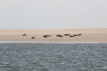 Earless seal on a mudflat. © Marije Kouyzer