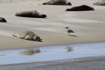 Earless seal on a mudflat. © Marije Kouyzer