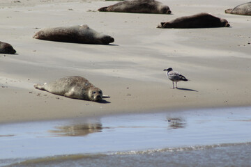 Earless seal on a mudflat.