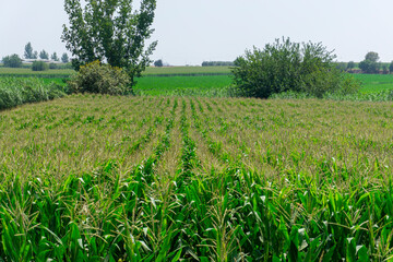 Fototapeta na wymiar Green corn field and blue sky. Agricultural landscape.