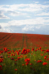Red poppies grow on a spring meadow. A road in the middle of the field. Gray clouds in the sky. Soft focus blurred background. Europe Hungary