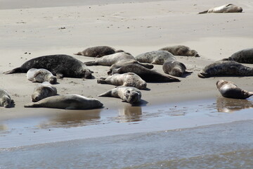 Earless seal on a mudflat.
