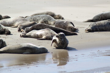 Earless seal on a mudflat. © Marije Kouyzer