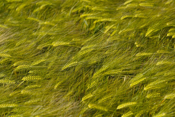 Wheat ears close up on a sunny day. Unripe green wheat in the field. Wheat in warm sunlight.