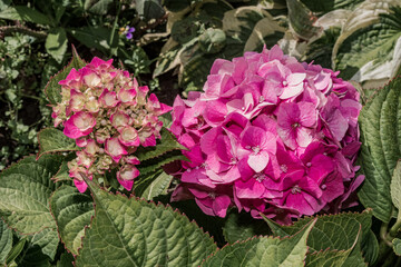 Obraz premium Bigleaf Hydrangea (Hydrangea macrophylla) in garden