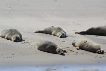 Earless seal on a mudflat.