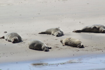 Earless seal on a mudflat. © Marije Kouyzer