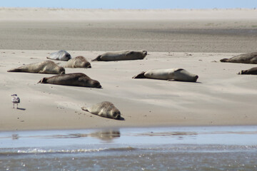 Earless seal on a mudflat. © Marije Kouyzer