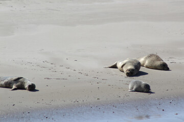 Earless seal on a mudflat.