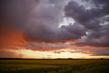 Wheat or barley field under storm cloud. At sunset, the color of the clouds is orange and dark blue. Beautiful landscape.