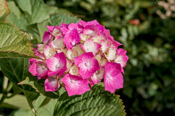 Bigleaf Hydrangea (Hydrangea macrophylla) in garden