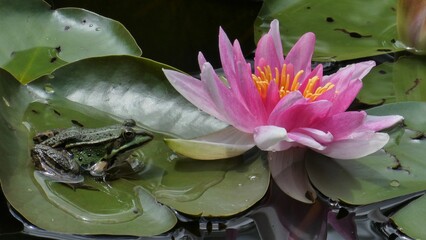 Froschteich © Silvia