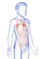 3D illustration of Larynx Trachea Bronchi Part of Respiratory System.