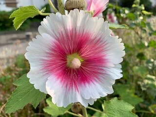 Alcea rosea