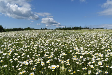 A field of daisies under a cloudy sky