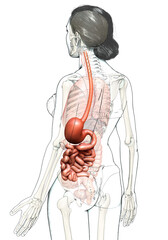 3d rendered, medically accurate illustration of a female stomach and small intestine