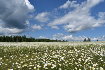 A field of daisies under a cloudy sky