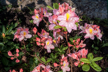 Rhododendron 'Satomi' (Rhododendron x mollis) in garden, Moscow region, Russia