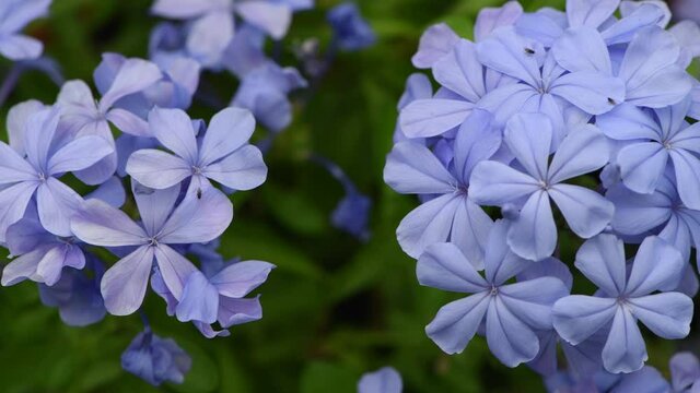 Beautiful Cape leadwort flowers in the garden, flower concept and pan motion