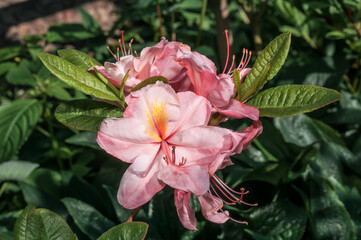 Rhododendron 'Satomi' (Rhododendron x mollis) in garden, Moscow region, Russia