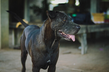 great dane dog