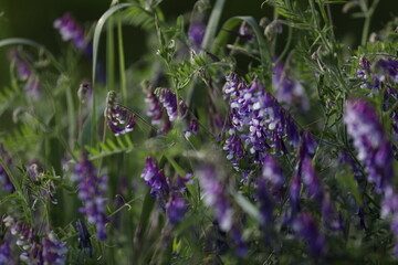 purple flowers in the garden