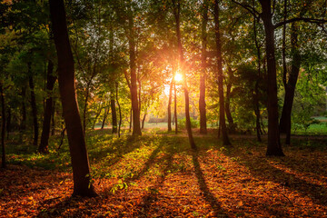 Amazing sun beam in the autumn forest at sunrise, Poland