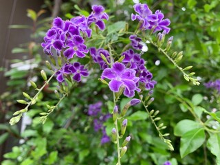 Loosestrife And Pomegranate Family Color Palettes A purple flower with small petals blooming in a chain.