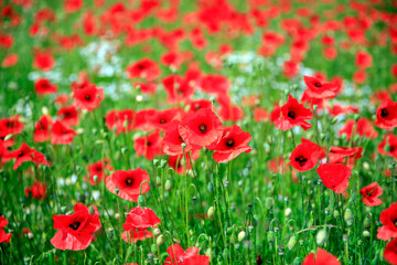 Avec les coquelicots