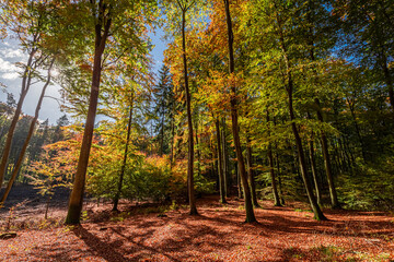 Colorful and amazing sunsrise in the autumn forest, Poland