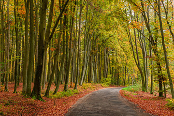 Gold forest and dark road in the autumn, Poland