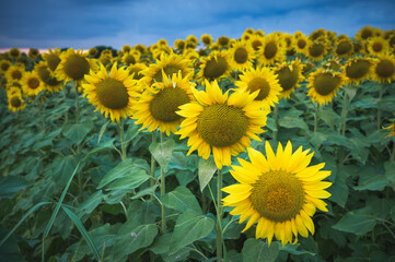 Field of sunflowers under a stormy sky 
