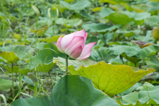 Pink lotus buds in the middle of the picture have green and yellow leaves around