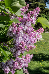 Fototapeta na wymiar Common Lilac (Syringa vulgaris) in park, Central Russia